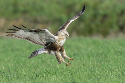 <i class='fa fa-user'></i> Ben Reitsma |   Ruigpootbuizerd  <i class='fa fa-eye'> 217</i>  <i class='fa fa-thumbs-up'> 8</i>   <i class='fa fa-comment-o'> 6</i>