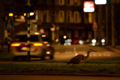 <i class='fa fa-user'></i> Peter Stam |   Blauwe Reiger  <i class='fa fa-eye'> 214</i>  <i class='fa fa-thumbs-up'> 3</i>   <i class='fa fa-comment-o'> 8</i>