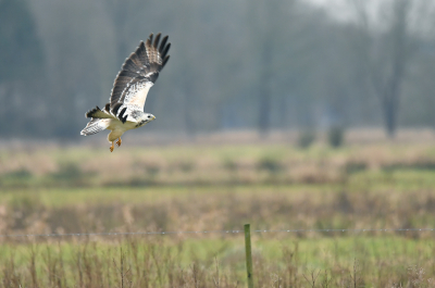 <i class='fa fa-user'></i> Eric Gibcus |   Buizerd  <i class='fa fa-eye'> 246</i>   <i class='fa fa-comment-o'> 5</i>