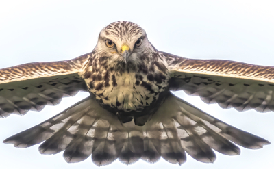 Buteo lagopus / Ruigpootbuizerd / Rough-legged Buzzard