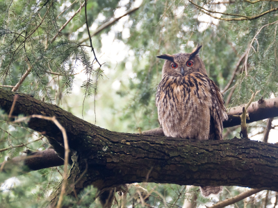 Bubo bubo / Oehoe / Eurasian Eagle-Owl