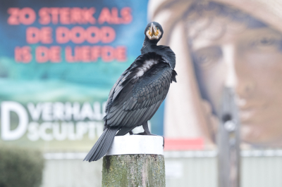 <i class='fa fa-user'></i> Gert-Jan Cromwijk |   Aalscholver  <i class='fa fa-eye'> 200</i>   <i class='fa fa-comment-o'> 8</i>