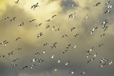 Geweldige gistermorgen gehad. De Grutto's en de Kievieten en andere trekvogels kwamen massaal hier bij mij in de buurt weer terug, de zonsopgang bracht mij het geluk om dit schouwspel te kunnen te fotograferen