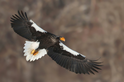 Net terug van 2 heerlijke weken in Japan.
Wat was het prachtig daar met het winterse weer.
Op het eiland Hokkaido werd bij een bevroren meer een hoeveelheid visafval gevoerd. Stellers zeearenden, zeearenden en wouwen in de omgeving wisten dit maar al te goed. In de verte zaten ze al te wachten in de toppen van de bomen.
Prachtig hoe ze af en toe voorbij kwamen vliegen.