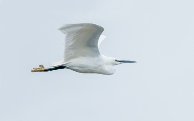 Gisteren weer eens naar de Driemanspolder geweest. Zag zowaar een Kleine Zilverreiger foerageren.  Vloog op een gegeven moment op en kwam langs me heen vliegen. Leuke foto's kunnen maken waar deze er 1 van is. Was "gelukkig" niet zonnig  dus had niet zo'n last van uitgebeten wit.