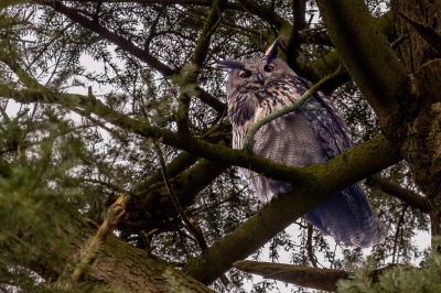 Er zit al bijna een week een Oehoe in een park bij Zwolle. Onder moeilijke omstandigheden zoals donker, bewolkt, motregen en erg hoog in de boom toch maar geprobeerd wat foto's te maken. Het grootste gedeelte van de tijd had hij zijn ogen dicht en deed ze zo nu en dan open. Omdat ik uit Rijssen kwam hoefde ik er maar 10 minuten voor om te rijden richting Groningen en vond een bezoekje aan de Oehoe de moeite waard.