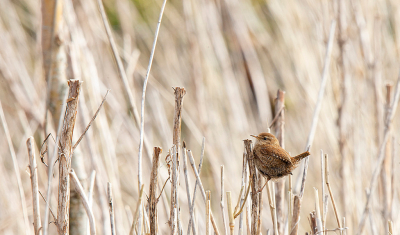 Plotseling zag ik haar vliegen er rond hippen tussen het riet en het geluk dat ze even er ook vrij kwam te zitten op de rietstengel