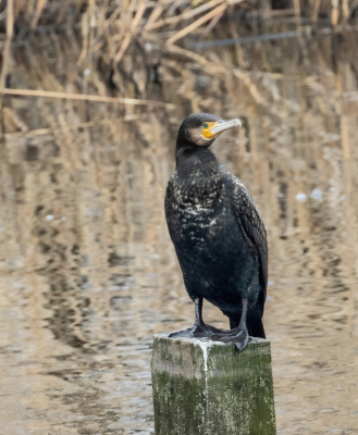 <i class='fa fa-user'></i> John Saxofoonbird |   Aalscholver  <i class='fa fa-eye'> 102</i>   <i class='fa fa-comment-o'> 1</i>