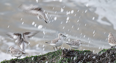 Veel drieteenstrandlopers op de zuidpier. Wellicht verzamelen ze al voor de trek. Leuk is het dan om te wachten tot er een golf overkomt en je ze kunt fotograferen in het overspattend water. Dat is uiteindelijk hier wel gelukt vind ik.