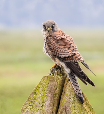 <i class='fa fa-user'></i> John Saxofoonbird |   Torenvalk  <i class='fa fa-eye'> 169</i>   <i class='fa fa-comment-o'> 1</i>