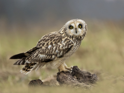 Hier nog eentje van de serie van de velduil. Hier keek de uil mij met beide ogen aan. Blij met deze buitenkans die zich voordeed.