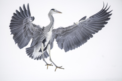 <i class='fa fa-user'></i> Alex Roetemeijer | Blauwe Reiger  <i class='fa fa-eye'> 188</i>  <i class='fa fa-thumbs-up'> 6</i>   <i class='fa fa-comment-o'> 7</i>