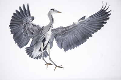 Bird picture: Ardea cinerea / Blauwe Reiger / Grey Heron
