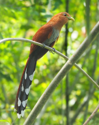 Bird picture: Piaya cayana / Eekhoornkoekoek / Squirrel Cuckoo