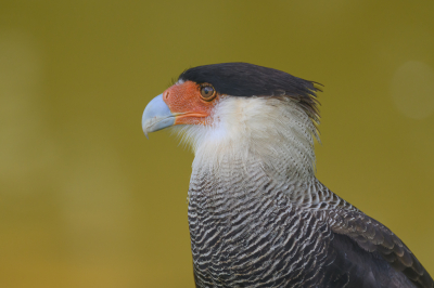 Bird picture: Caracara plancus / Zuidelijke Kuifcaracara / Southern Crested Caracara