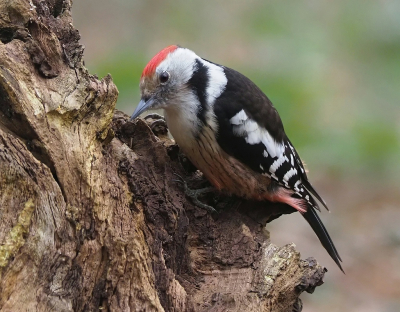 Bird picture: Dendrocoptes medius / Middelste Bonte Specht / Middle Spotted Woodpecker
