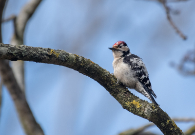 Bird picture: Dryobates minor / Kleine Bonte Specht / Lesser Spotted Woodpecker