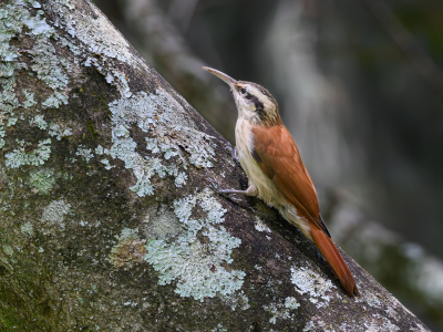 Bird picture: Lepidocolaptes angustirostris / Wenkbrauwmuisspecht / Narrow-billed Woodcreeper
