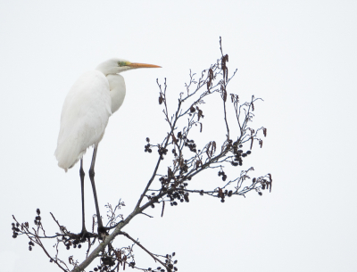 <i class='fa fa-user'></i> Truus Aletta Maan |   Grote Zilverreiger  <i class='fa fa-eye'> 166</i>  <i class='fa fa-thumbs-up'> 1</i>   <i class='fa fa-comment-o'> 5</i>