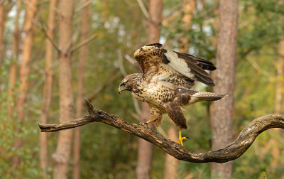 De Buizerd liet zich even mooi zien hier, uit een hut genomen