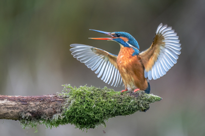 Vorige week met druilerig donker weer een paar uur in de tuinhut van Arjan Troost gezeten. Op een gegeven ogenblik had deze ijsvogel ruzie met een GBS die iets te dicht in de buurt kwam van zijn duikplek. Dit zorgde voor een mooie dreigende houding van de ijsvogel.