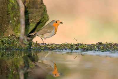 <i class='fa fa-user'></i> Ties Niehof |   Roodborst  <i class='fa fa-eye'> 175</i>  <i class='fa fa-thumbs-up'> 2</i>   <i class='fa fa-comment-o'> 3</i>