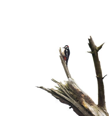 Op 3 plekken tegelijk hoorde ik spechten in bomen hakken. Deze specht zat in een dode boom en hoger dan de levende bomen. Bij vogelfoto's heb je soms het geluk dat de vogel een mooie plek heeft uitgezocht.
Deze dode boom is mooier dan de vogel zelf.