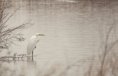 Gisteren in de Driemanspolder was het wat bewolkt weer. Ineens stond daar die grote zilverreiger mooi op een poot te rusten. Ik vond het erg mooi en sereen beeld.