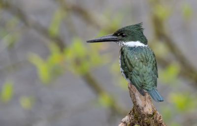 <i class='fa fa-user'></i> Michiel H. |   Amazoneijsvogel  <i class='fa fa-eye'> 184</i>  <i class='fa fa-thumbs-up'> 7</i>   <i class='fa fa-comment-o'> 9</i>
