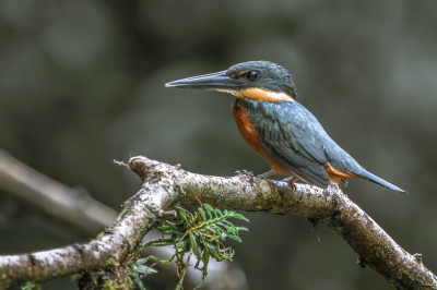 Door het zien van de foto's van Guido even door mijn eigen foto's gescrold uit Costa Rica. Gekozen voor deze foto omdat er nog niet zoveel van staan op BP en omdat ik een foto had geplaats van een ijsvogel op een bemoste tak vanuit de tuinhut. Deze is genomen in het regenwoud van Costa Rica tijdens een vaartocht door de jungle en dit keer op een natuurlijke tak. Volgens de gids was dit een vrij zeldzame ijsvogel die hij niet vaak tegen kwam.