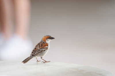 De Kaapverdische mus is inheems voor Kaapverdi. Je kunt hem dus overal tegenkomen. Maar het meeste toch in de nabijheid van mensen. Net als onze eigen huismus. Zo ook in het hotel waar ze de kruimeltjes opruimen van knoeiende mensen of zakjes suikers pikken die dan met geweld worden opengehakt. Dat heb ik in Egypte ook gezien, maar dan door bonte kraaien. De oplossing op Sal was een schoteltje op de schaal met suikerzakjes. Dat zal tegen een bonte kraai niet hebben geholpen.
Met maximaal 200mm tot mijn beschikking heb ik er voor gekozen om gebruik te maken van het ontbreken van schuwheid en gewacht op een acceptabel moment op een terras. De achtergrond ligt in de zon, de mus zit in de schaduw en de voeten horen bij een mevrouw die een latte macchiato bestelde.