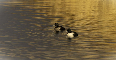 De zon begon onder te gaan en zag deze gloed in het water , ik vind ze hier er wel mooi uit komen zo