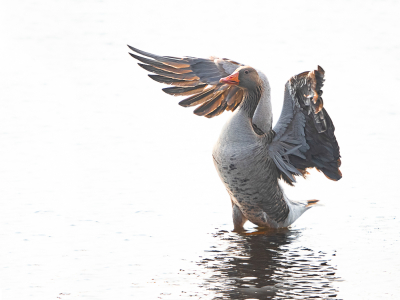 <i class='fa fa-user'></i> Truus Aletta Maan |   Grauwe Gans  <i class='fa fa-eye'> 181</i>   <i class='fa fa-comment-o'> 2</i>