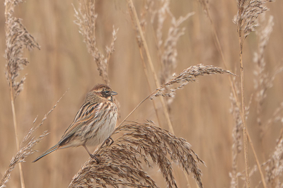 De rietgorzen waren actief in het riet. Vrouwtje rietgors wilde wel meewerken voor de foto. Kleuren waren prachtig.