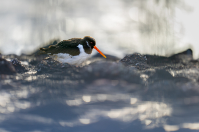 Afgelopen januari voor het eerst eens op de Brouwersdam geweest. Toen ik bij de spuisluis kwam leek het me aanvankelijk onmogelijk om door de spijlen van het hek te fotograferen, maar met een groot diafragma lukte het toch en ik vind de vaag zichtbare spijlen best wel een aardig effect geven.