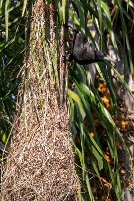 De Kuiforopendola of in het Portugees Japu volg ik al een aantal jaren in het park en vorige jaar 2023 was een topjaar. Er volgen twee koppels rond die beiden in dezelfde palmboom een nest hadden gebouwd. Ze maken een metaalachtig geluid waardoor je vaak kan vinden. Dit is niet de beste foto qua Japu maar laat wel het grootste deel van de nestconstructie zien. Het geheel hangt in de palmboom en het slingert met de wind mee. DeJapu heeft aan de bovenkant een ingang en meestal gaat het in- en uitvliegen razendsnel. De meeste mensen lopen onder de nesten door zonder het in de gaten hebben. Ik heb een paar dagen rustig op een bankje gezeten en het de Japu zitten volgen.