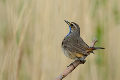 Dit is mijn favorite rietzanger, een echt juweeltje met een fraai uiterlijk en een mooie zang maar in zijn wetlandhabitat zeer verborgen levend.