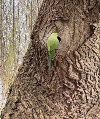 In het dorpsparkje gespot. Doordat deze parkieten veel geluid maakten viel deze mij op. Ik vind dit een ontzettend mooie stam waar hij tegenaan zat. Geen idee of dit een nestingang van de parkieten kan zijn of van een andere vogel. Ik heb daar geen verstand van.