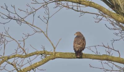 <i class='fa fa-user'></i> RTL | Buizerd  <i class='fa fa-eye'> 19</i>   <i class='fa fa-comment-o'> 1</i>