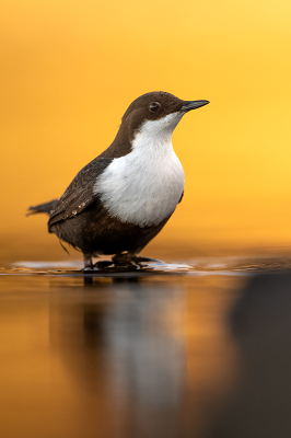 <i class='fa fa-user'></i> kevinhollmann |   Waterspreeuw  <i class='fa fa-eye'> 374</i>  <i class='fa fa-thumbs-up'> 5</i>   <i class='fa fa-comment-o'> 12</i>