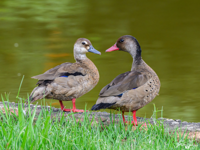 Na de kleurrijke show van het mannetje trof ik vandaag Mr & Mrs aan. Ik kon ze goed benaderen want ze hadden meer oog voor elkaar dan voor mij.