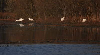 <i class='fa fa-user'></i> nelappelmelk |   Grote Zilverreiger  <i class='fa fa-eye'> 167</i>  <i class='fa fa-thumbs-up'> 1</i>   <i class='fa fa-comment-o'> 5</i>