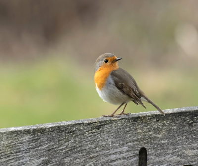 Dit Roodborstje zit boven de "t" van 't Waschwater. Een stiltegebied op landgoed de Treek. Het is een prachtige plek om vogels te spotten. Roofvogels, bosvogels, watervogels en weidevogels. Regelmatig lopen er ook midden op de dag reen. Als de vogels te ver weg zitten komt dit Roodborstje voor mij poseren. Hij is er altijd  en bekijkt mij op een meter afstand. We hebben een vriendschapsband met elkaar.