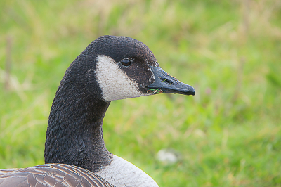 <i class='fa fa-user'></i> PJBeek | Grote Canadese Gans  <i class='fa fa-eye'> 31</i>   <i class='fa fa-comment-o'> 1</i>