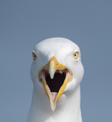 <i class='fa fa-user'></i> Eef Kieft |   Zilvermeeuw  <i class='fa fa-eye'> 172</i>  <i class='fa fa-thumbs-up'> 2</i>   <i class='fa fa-comment-o'> 4</i>