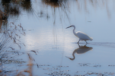 <i class='fa fa-user'></i> ADubbelhuis |   Kleine Zilverreiger  <i class='fa fa-eye'> 175</i>   <i class='fa fa-comment-o'> 4</i>