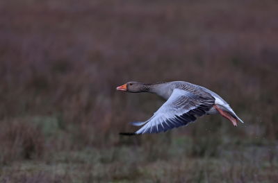 <i class='fa fa-user'></i> Ruben de Bruijn | Grauwe Gans  <i class='fa fa-eye'> 26</i>   <i class='fa fa-comment-o'> 1</i>