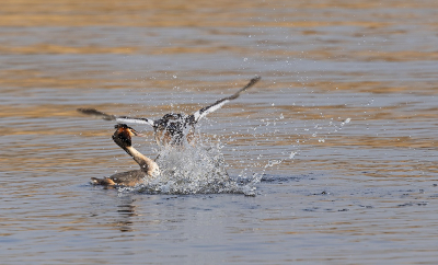 Vanmiddag naar mijn Futenstek gegaan om te kijken of er al wat waren, en gelukkig was het geval en ook mooi bezig, nog niet helemaal maar dat zal nog komen.
Hier een gevecht weten te pakken wat helaas achter het vele opspattende water is

Gr sam