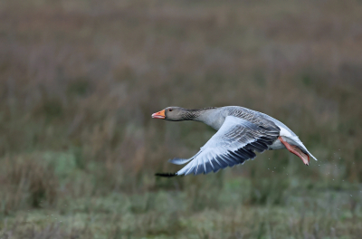 <i class='fa fa-user'></i> Ruben de Bruijn |   Grauwe Gans  <i class='fa fa-eye'> 218</i>   <i class='fa fa-comment-o'> 6</i>