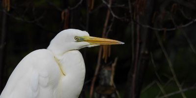 <i class='fa fa-user'></i> Jovanzo |   Grote Zilverreiger  <i class='fa fa-eye'> 205</i>  <i class='fa fa-thumbs-up'> 4</i>   <i class='fa fa-comment-o'> 6</i>